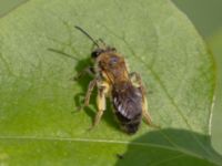 Andrena helvola NV Toarpsdammen, Toarp, Malmö, Skåne, Sweden 20240511_0209