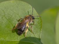 Andrena helvola NV Toarpsdammen, Toarp, Malmö, Skåne, Sweden 20240511_0210