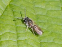 Andrena minutula male Hammars park, Malmö, Skåne, Sweden 20240512_0168