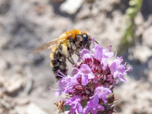 Andrena nigriceps - Sommarsandbi