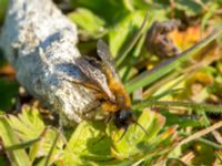 Andrena nigroaenea Tygelsjöbäckens mynning, Tygelsjö ängar, Malmö, Skåne, Sweden 20190420_0009