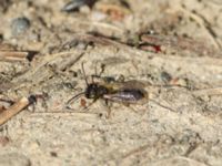 Andrena praecox Bronsåldersgatan 2, Malmö, Skåne, Sweden 20190414_0009