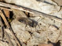 Andrena praecox Bronsåldersgatan 2, Malmö, Skåne, Sweden 20190414_0010