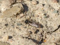 Andrena praecox Bronsåldersgatan 2, Malmö, Skåne, Sweden 20190414_0013