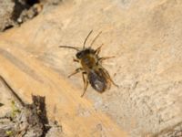 Andrena praecox Bronsåldersgatan 2, Malmö, Skåne, Sweden 20190414_0017