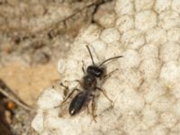 Andrena praecox Bronsåldersgatan 2, Malmö, Skåne, Sweden 20190414_0018