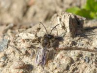 Andrena praecox Bronsåldersgatan 2, Malmö, Skåne, Sweden 20190414_0032