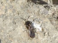 Andrena praecox Bronsåldersgatan 2, Malmö, Skåne, Sweden 20190414_0033