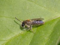 Andrena praecox NV Toarpsdammen, Toarp, Malmö, Skåne, Sweden 20240511_0194