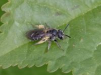 Andrena praecox Norra stigen, Toarp, Malmö, Skåne, Sweden 20240511_0229