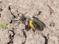 Andrena vaga Gamla skjutbanan, Husie mosse, Malmö, Skåne, Sweden 20240415_0103