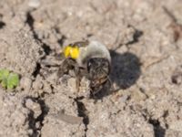 Andrena vaga Gamla skjutbanan, Husie mosse, Malmö, Skåne, Sweden 20240415_0104