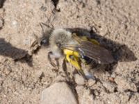 Andrena vaga Gamla skjutbanan, Husie mosse, Malmö, Skåne, Sweden 20240415_0114