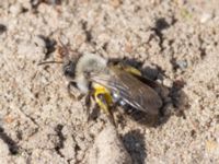 Andrena vaga Gamla skjutbanan, Husie mosse, Malmö, Skåne, Sweden 20240415_0118