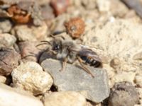 Andrena vaga Husie mosse, Malmö, Skåne, Sweden 20200328_0057