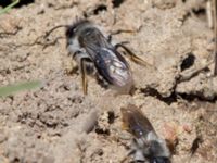 Andrena vaga Käglinge hästbacke, Malmö, Skåne, Sweden 20150418_0008