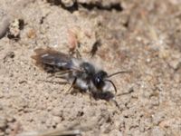 Andrena vaga Käglinge hästbacke, Malmö, Skåne, Sweden 20150418_0009