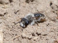 Andrena vaga Käglinge hästbacke, Malmö, Skåne, Sweden 20150418_0013