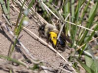 Andrena vaga Käglinge hästbacke, Malmö, Skåne, Sweden 20210420_0065