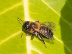 Andrena carantonica - Hagtornssandbi