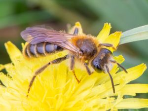 Andrena hattorfiana - Väddsandbi