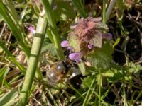 Anthophora plumipes Banvallen, Ribersborg, Malmö, Skåne, Sweden 20200421_0140