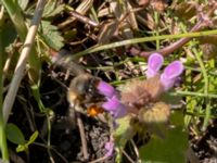 Anthophora plumipes Banvallen, Ribersborg, Malmö, Skåne, Sweden 20200421_0142