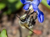 Anthophora plumipes Västervång, Malmö, Skåne, Sweden 20120330B 024