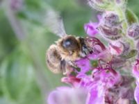 Anthophora quadrimaculata St Pauli mellersta kyrkogård, Malmö, Skåne, Sweden 20230716_0235