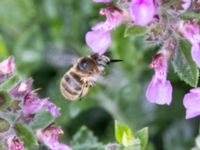 Anthophora quadrimaculata St Pauli mellersta kyrkogård, Malmö, Skåne, Sweden 20230716_0245