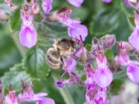 Anthophora quadrimaculata St Pauli mellersta kyrkogård, Malmö, Skåne, Sweden 20230716_0246