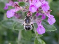 Anthophora quadrimaculata St Pauli mellersta kyrkogård, Malmö, Skåne, Sweden 20230716_0278