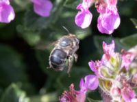 Anthophora quadrimaculata St Pauli mellersta kyrkogård, Malmö, Skåne, Sweden 20230716_0303