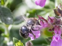 Anthophora quadrimaculata St Pauli mellersta kyrkogård, Malmö, Skåne, Sweden 20230716_0313