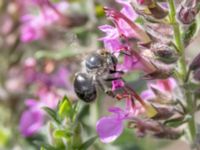 Anthophora quadrimaculata St Pauli mellersta kyrkogård, Malmö, Skåne, Sweden 20230716_0317