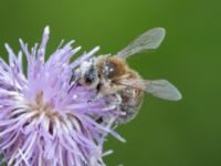 Apis mellifera Bulltoftaparken, Malmö, Skåne, Sweden 20230729_0061