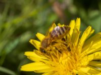 Apis mellifera Djungelparken, Bunkeflostrand, Malmö, Skåne, Sweden 20230430_0110