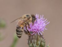 Apis mellifera NV grandungen, Toarp, Malmö, Skåne, Sweden 20230630_0152