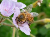 Apis mellifera Slottsträdgården, Malmö, Skåne, Sweden 20210722_0084