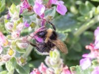 Bombus barbutellus St Pauli mellersta kyrkogård, Malmö, Skåne, Sweden 20230716_0307