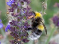 Bombus barbutellus Svanetorpsvägen, Åkarp, Lomma, Skåne, Sweden 20160726B_0025