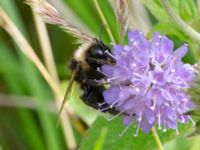 Bombus bohemicus Djungelparken, Bunkeflostrand, Malmö, Skåne, Sweden 20220802_0189