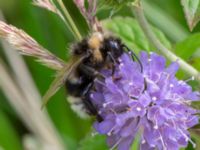 Bombus bohemicus Djungelparken, Bunkeflostrand, Malmö, Skåne, Sweden 20220802_0191