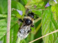 Bombus bohemicus Djungelparken, Bunkeflostrand, Malmö, Skåne, Sweden 20220802_0200