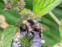 Bombus bohemicus Djungelparken, Bunkeflostrand, Malmö, Skåne, Sweden 20220802_0204