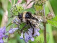 Bombus bohemicus Djungelparken, Bunkeflostrand, Malmö, Skåne, Sweden 20220802_0206