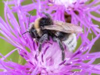 Bombus bohemicus Lilla kalkbrottet, Klagshamns udde, Malmö, Skåne, Sweden 20230814_0107