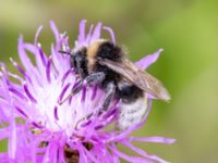 Bombus bohemicus Lilla kalkbrottet, Klagshamns udde, Malmö, Skåne, Sweden 20230814_0112