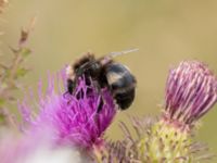 Bombus bohemicus Oljesjödiket, Malmö, Skåne, Sweden 20220729_0003