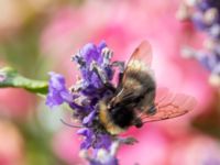 Bombus bohemicus St pauli södra kyrkogård, Malmö, Skåne, Sweden 20230721_0034